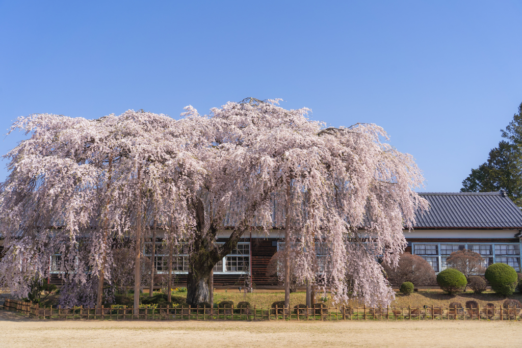 杵原学校の枝垂れ桜２