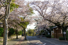 西尾城付近の桜道