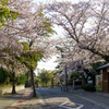 西尾城付近の桜道