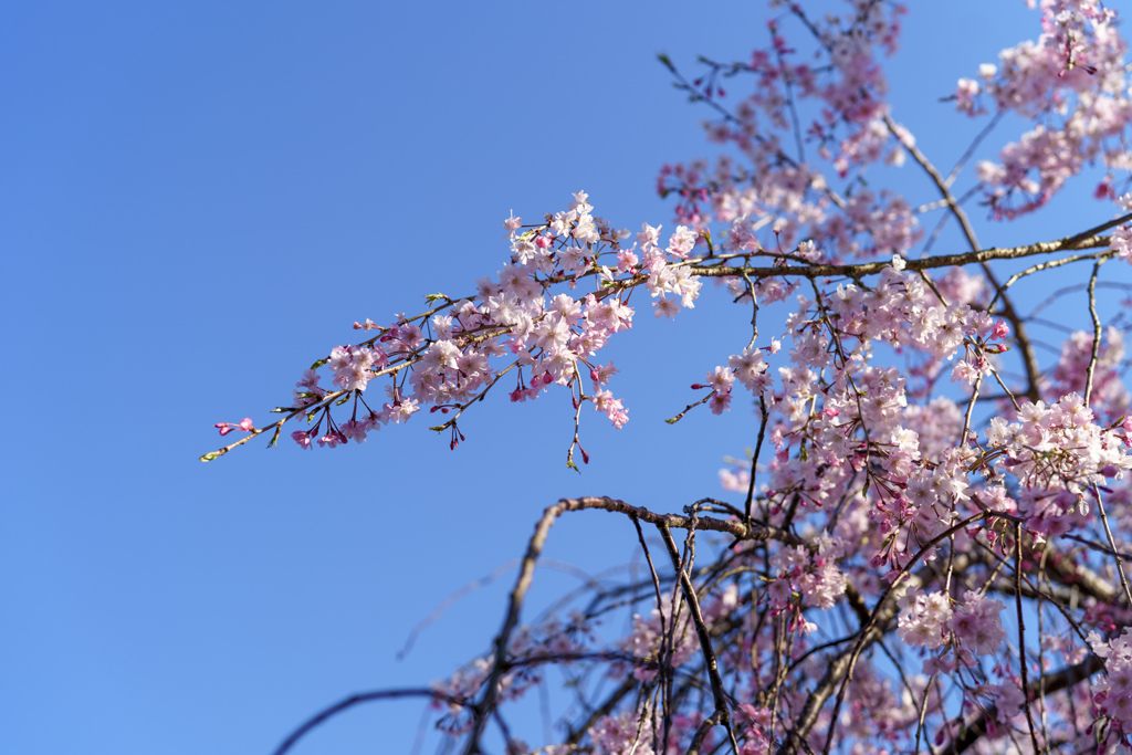 ピンクの桜