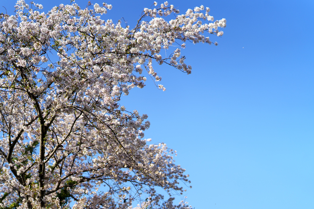 見上げて桜を