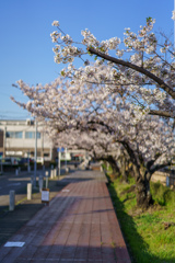 人のいない花見台