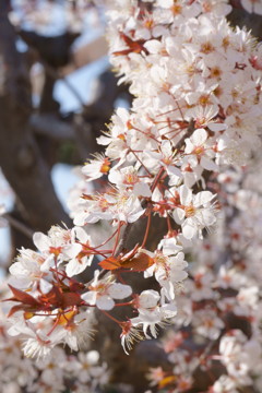 満開の花々