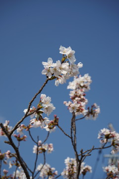 桜咲く