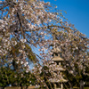 近衛邸の枝垂れ桜
