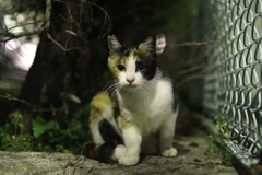 夜ねこ