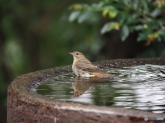 水浴びキビタキ