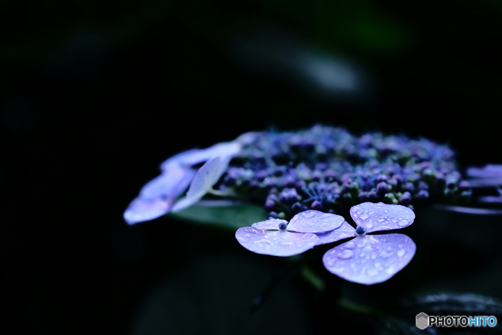 雨と紫陽花