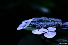 雨と紫陽花