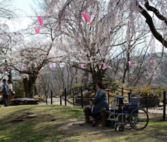 車椅子と桜