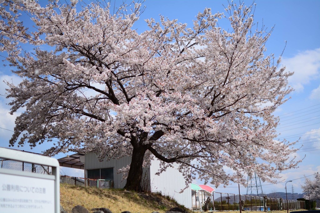 いつもの桜