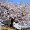 いつもの桜