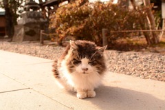 神社の猫