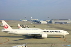 大きな鳥も小さな鳥も