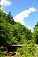 青き空　白き雲　新緑の映える森