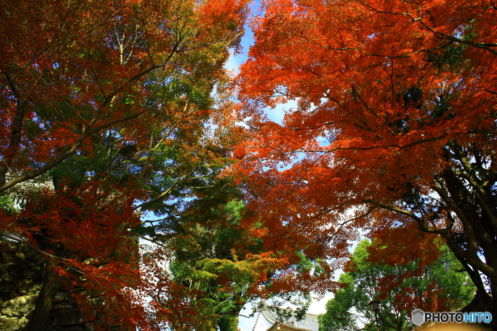 紅葉2