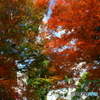 紅葉2