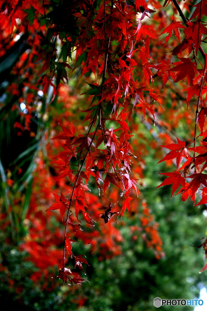紅葉3