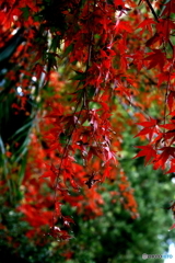 紅葉3