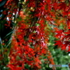 紅葉3