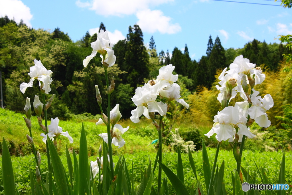 白き花