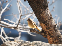 春待ちジョウビタキ♀