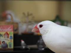 文鳥のいる生活