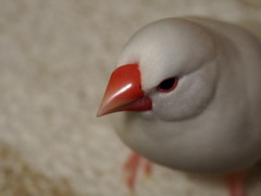 ツヤ