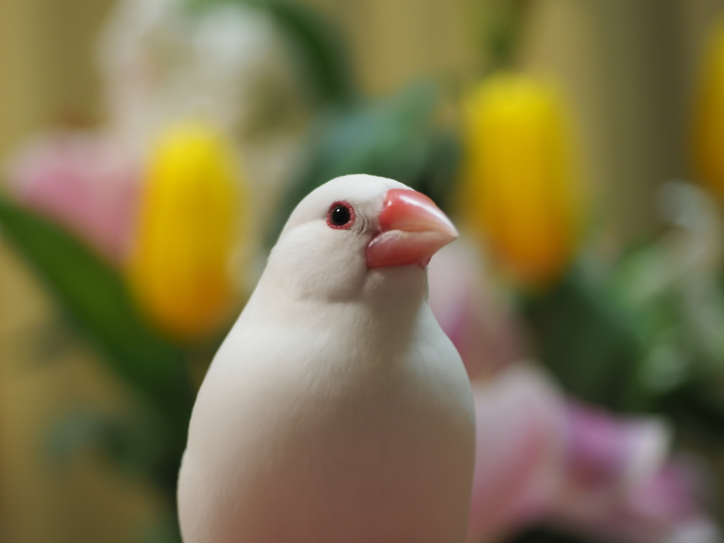 花と文鳥