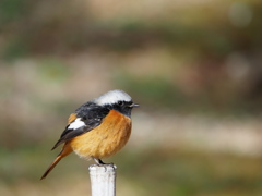 竹垣の上のジョウビさん