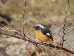 新芽のきざしとジョウビタキ