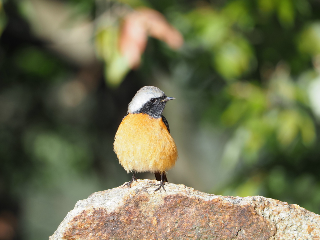 朝散歩（ジョウビタキ）
