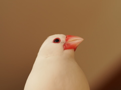 輝く瞳
