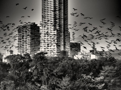 「鳥」