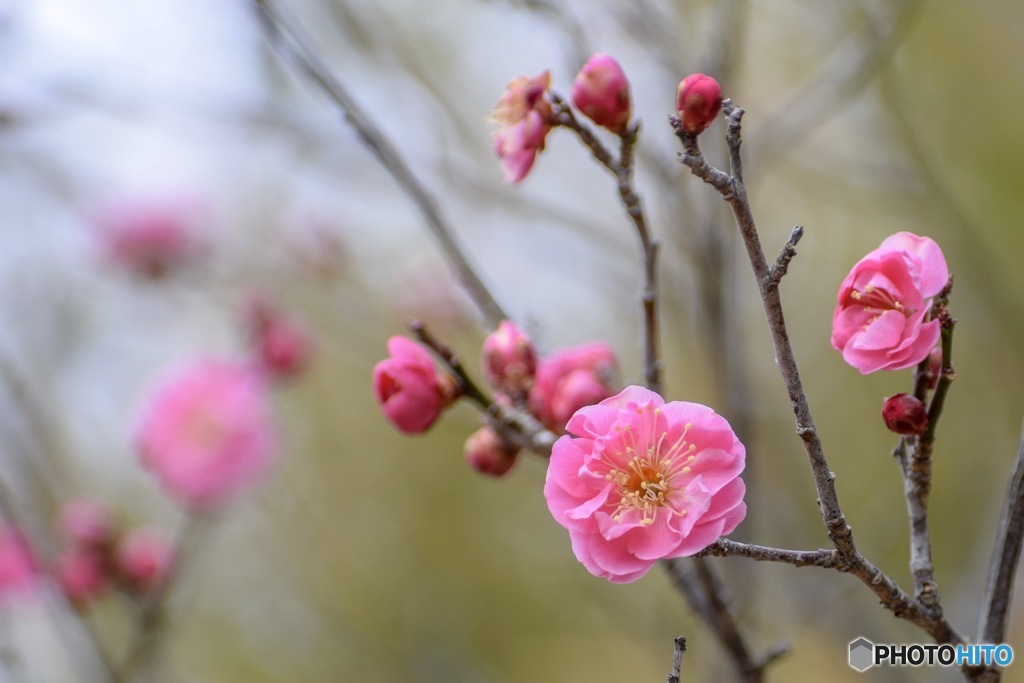 梅花 八重