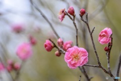 梅花 八重