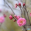 梅花 八重