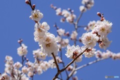 早春の青空