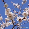 早春の青空