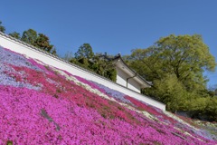 寺院の芝桜