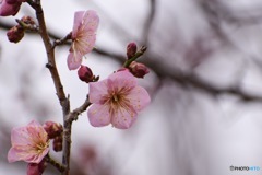 梅花 思いの儘