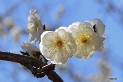 花ざかり
