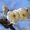 花ざかり