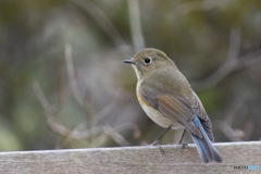 ルリビタキ♀