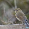 ルリビタキ♀
