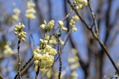 アオモジの花