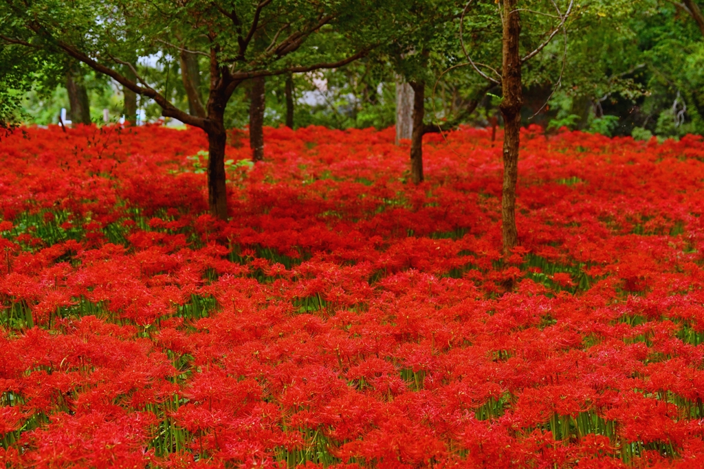 曼殊沙華まみれ！