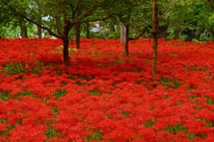 曼殊沙華まみれ！