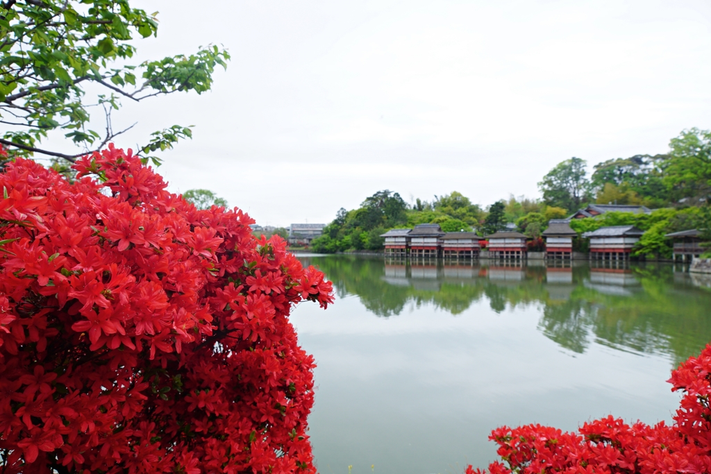 花満開！