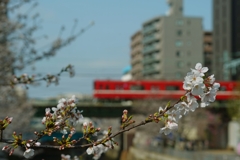 五分咲きくらい
